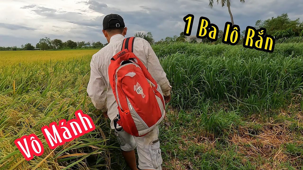 Rắn Hổ Đua Nhau Chạy Trúng Lúc | Mười Thương SB
