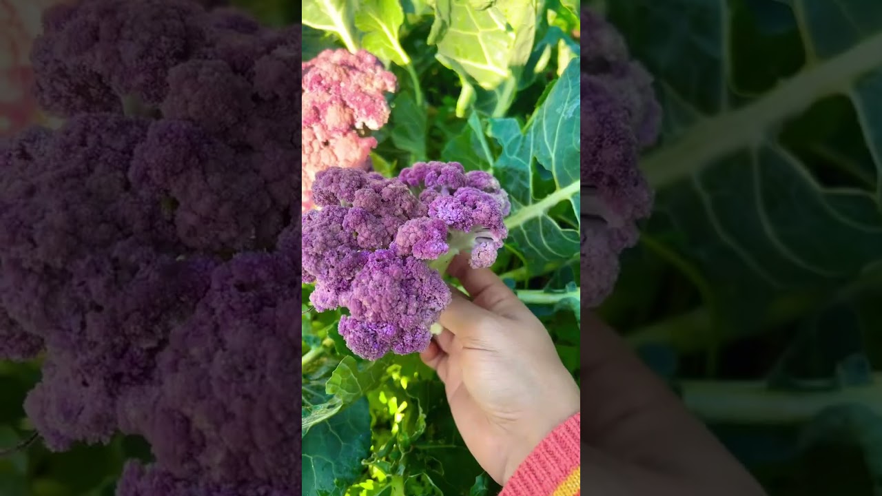 Cosechar coliflor morada diferente 🥦 semillas 🏝 mi peque&ntilde;o paraiso
