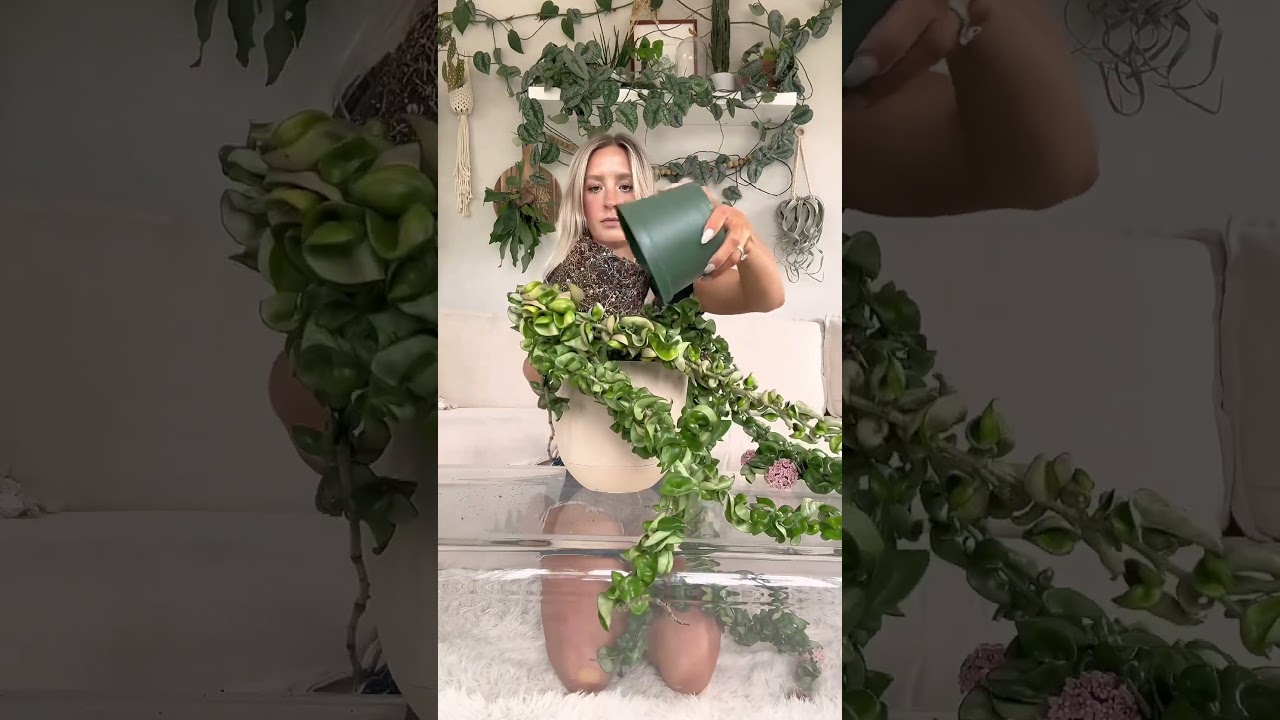 Potting up my Hoya compacta 🥰 #plant #indoorplants #plantcare #houseplant