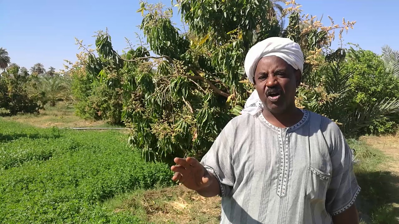 مزرعة المعز إبراهيم حاج أحمد بقرية بركية، دنقلا، السودان
