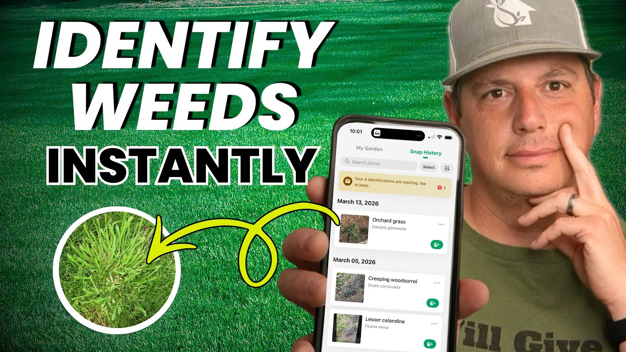 Do This Every Time to Destroy Weeds( 3-Steps That Actually Work)