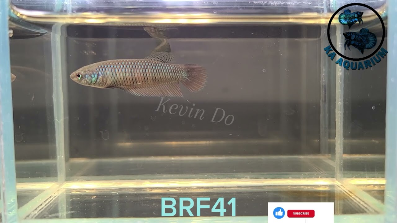 Wild Betta Buriram Female BRF41 | KA Aquarium | Betta fish | Betta fish in Canada.