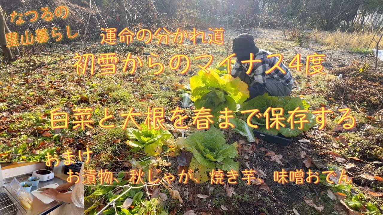 0055　大根と白菜を春まで保存する　運命の分かれ道マイナス4度で生き延びたのは？