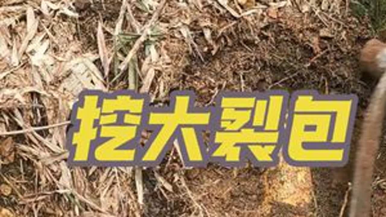 挖大裂包就是爽，轻轻松松就岀货了！