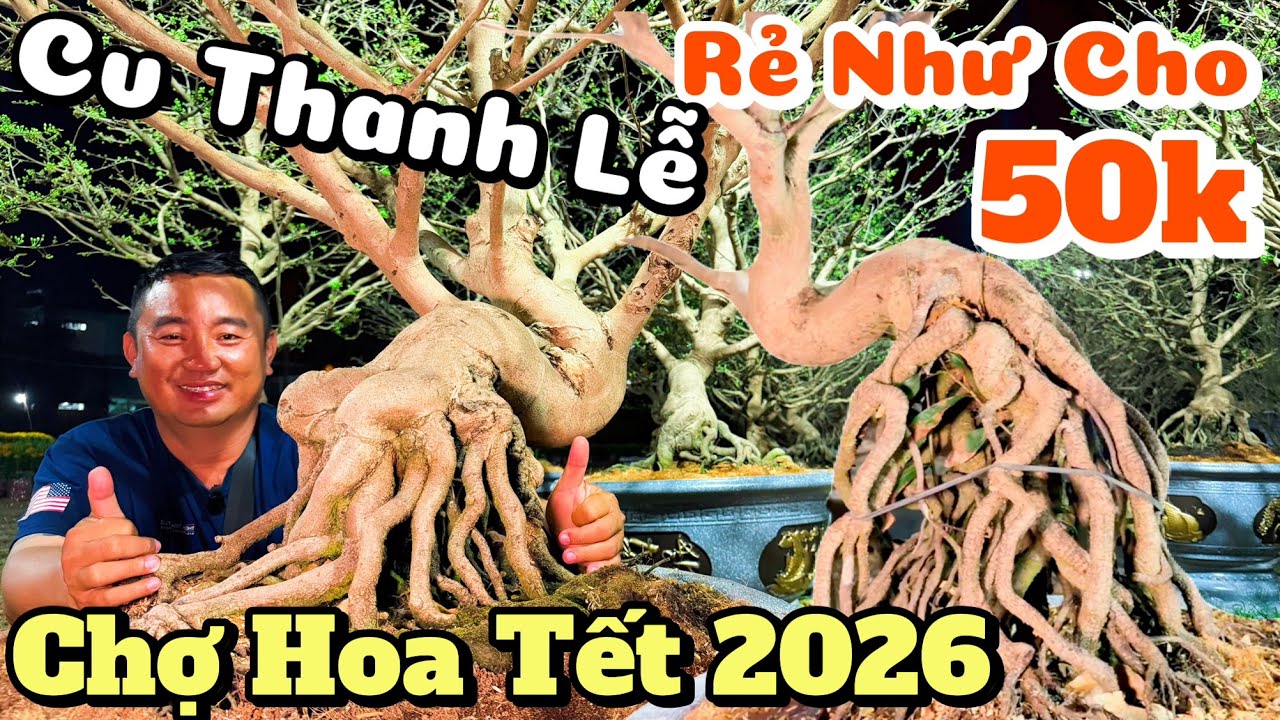 Vỡ trận Chợ hoa Tết Sài Gòn 2026 mai xổ tràn lan 50k chậu rẻ như cho ở cv Thanh Lễ - Vinh Cao Nguyên
