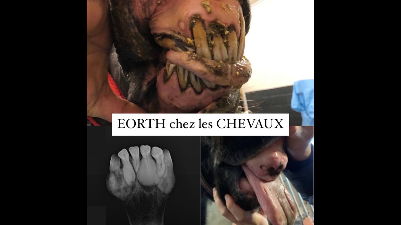 EOTRH chez LES CHEVAUX : Maladie qui d&eacute;grade les dents et se caract&eacute;rise par l'hyperc&eacute;mentose