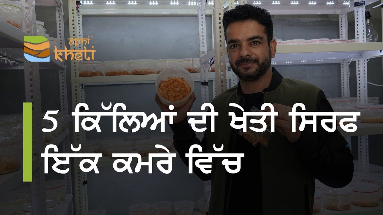 1 ਲੱਖ ਰੁਪਏ ਕਿਲੋ ਵਿਕਣ ਵਾਲੀ ਫਸਲ I  Cordyceps Militaris Mushroom Cultivation in Punjab I Keeda jadi