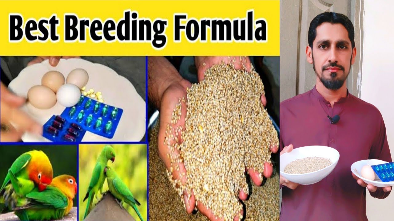 Birds Breeding Formula | Evion Capsule 600mg | Birds Breeding Formula Medicines | MBS Vlogers.