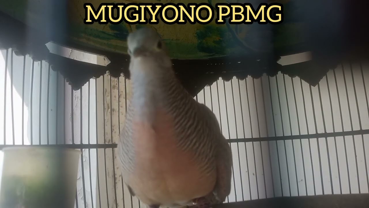 PANCINGAN SUARA BURUNG PERKUTUT BANGKOK MANGGUNG GACOR