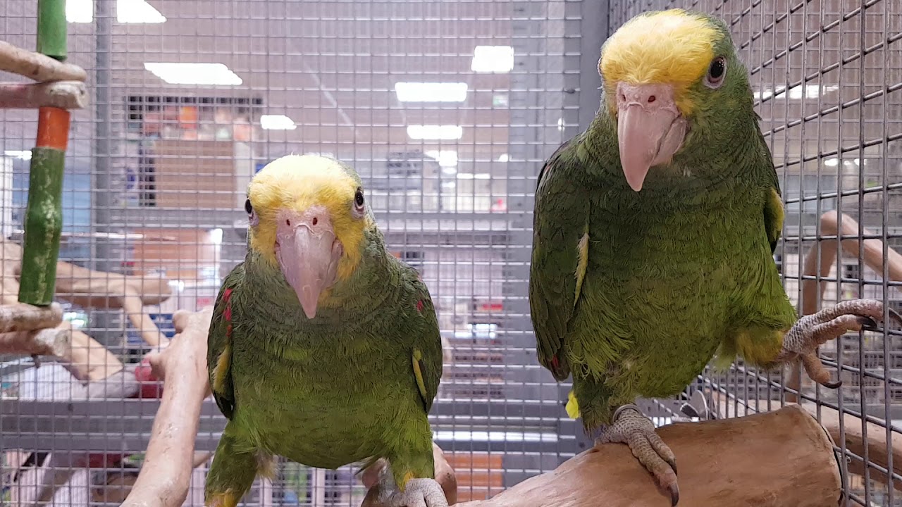 | Perroquet | Amazone à front jaune "Amazona oratrix" - Mâles EAM 2019