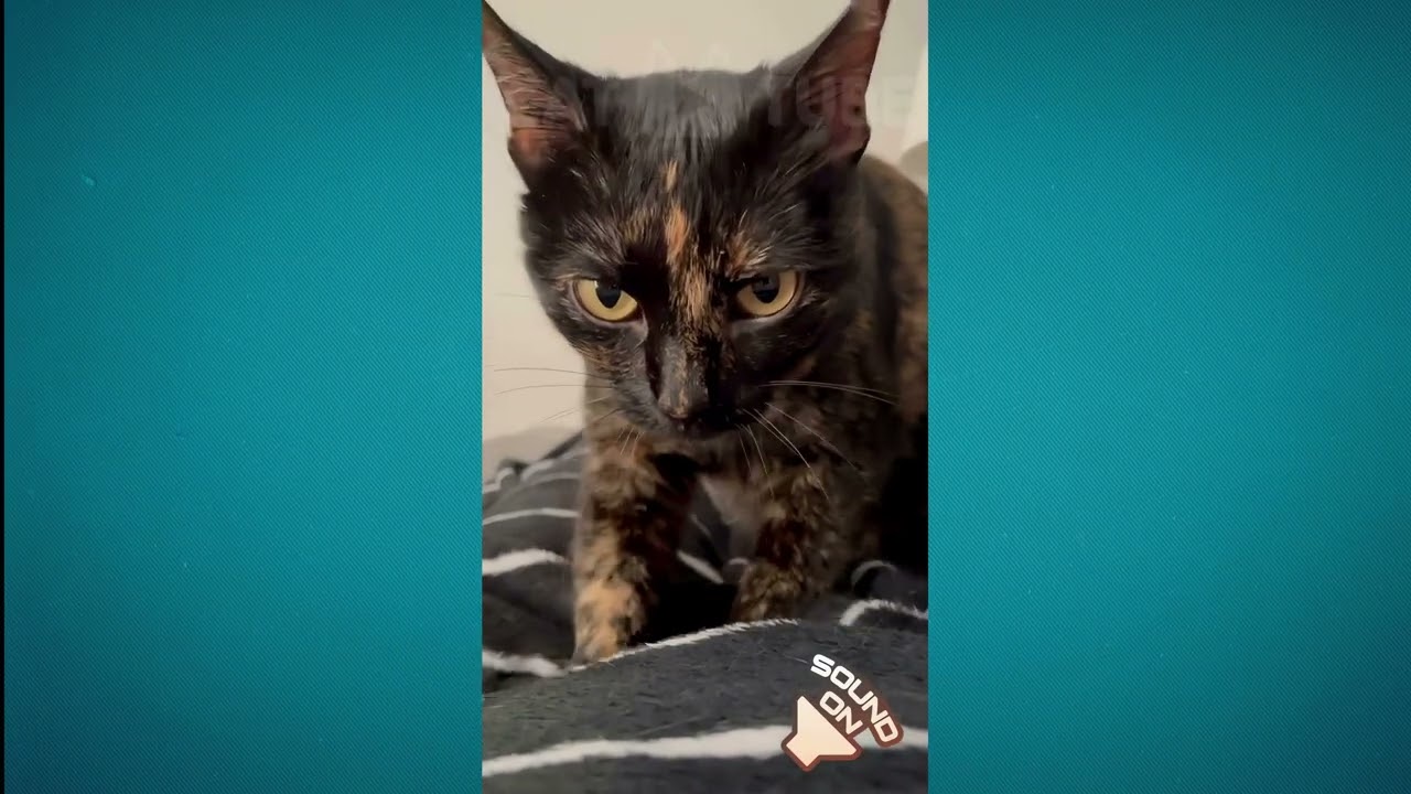 😂😸 Невероятные кошачьи неудачи: самая смешная подборка, которую нельзя пропустить! 😂😸