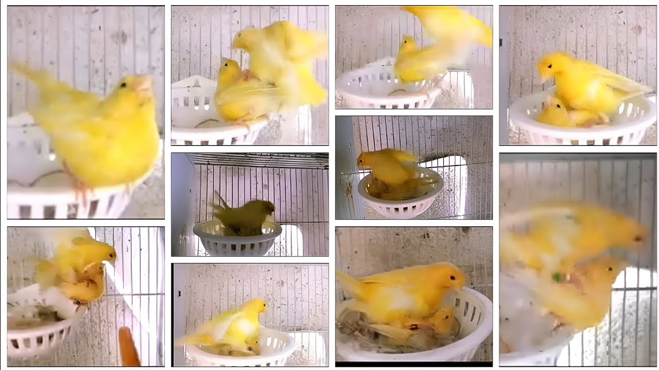 اقوى تغريد و تزاوج كناري هائج جدا