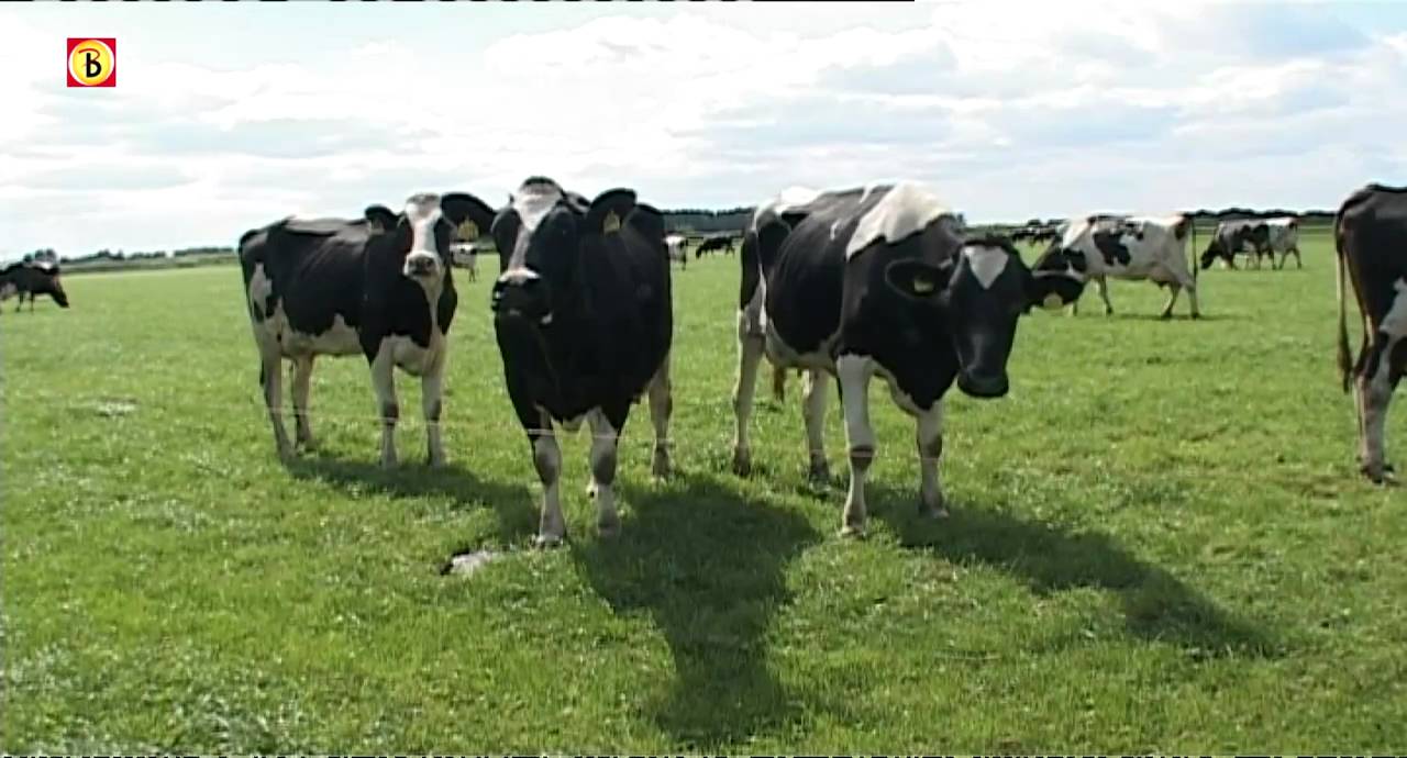 Veehouderij: uitstoot en kosten verminderen