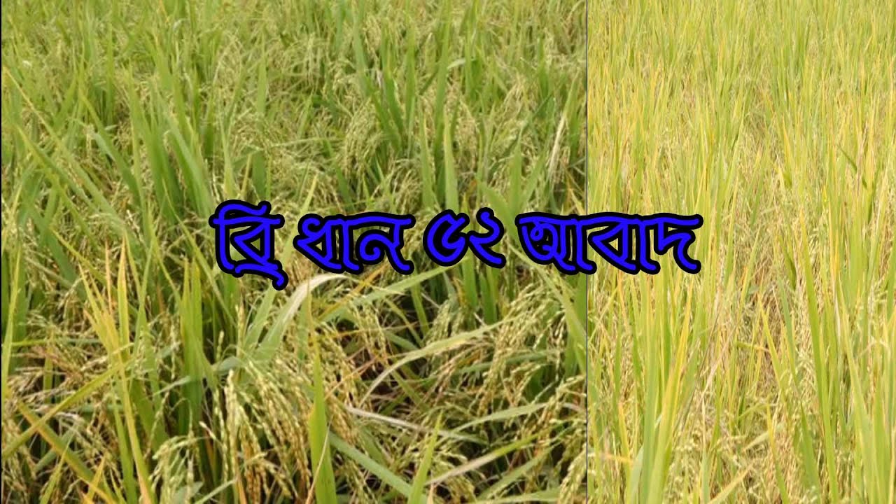 ব্রি ধান ৫২ আবাদ