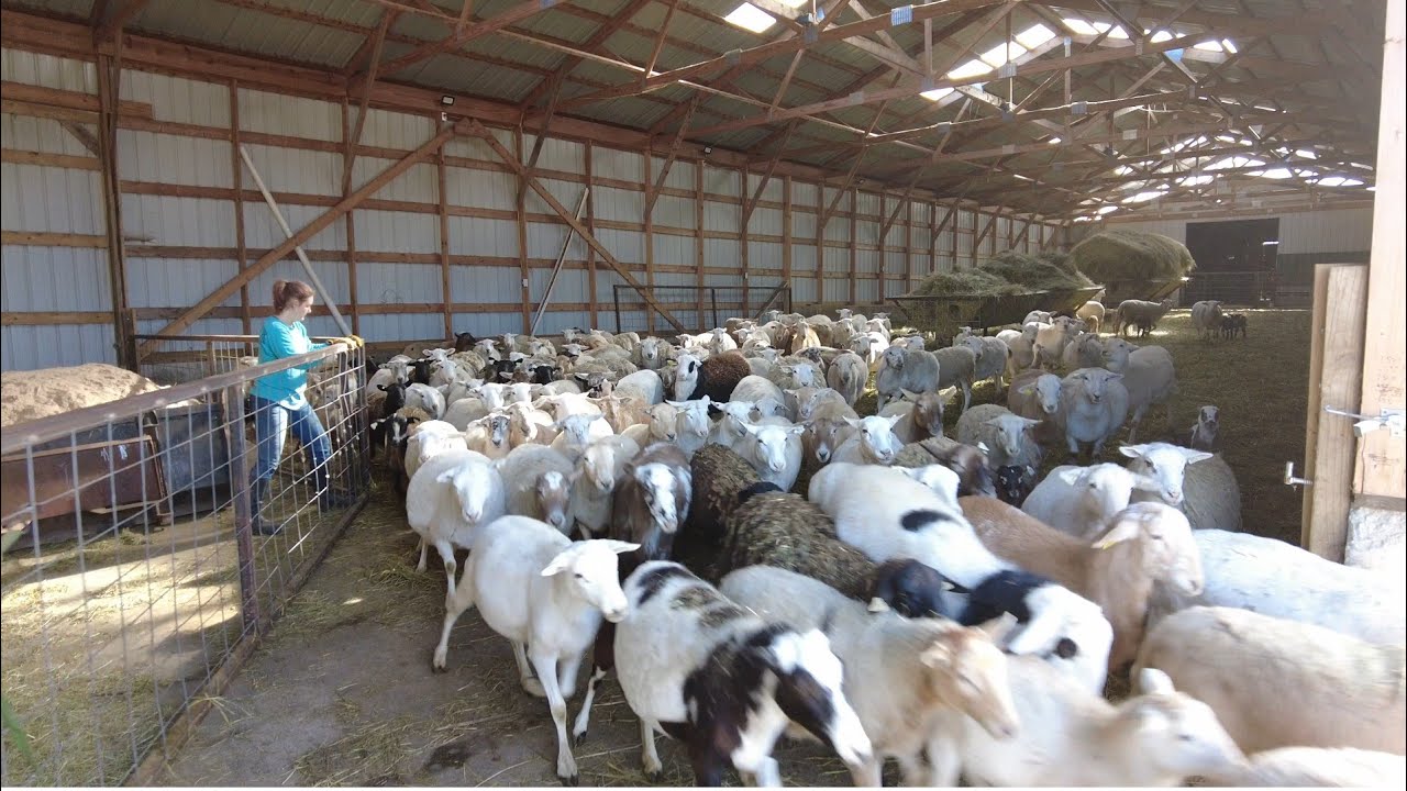 What do sheep eat while in confinement?