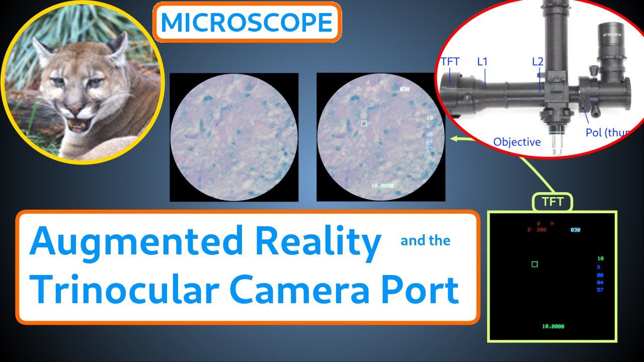 Augmented Reality Microscopy and the Trinocular Camera Port