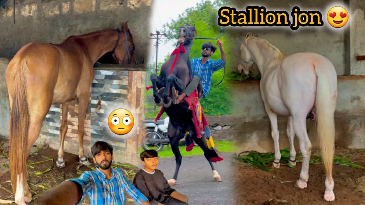 Aaj to marwadi stalion jon ko dekhne ke liye junagadh gaye 😨