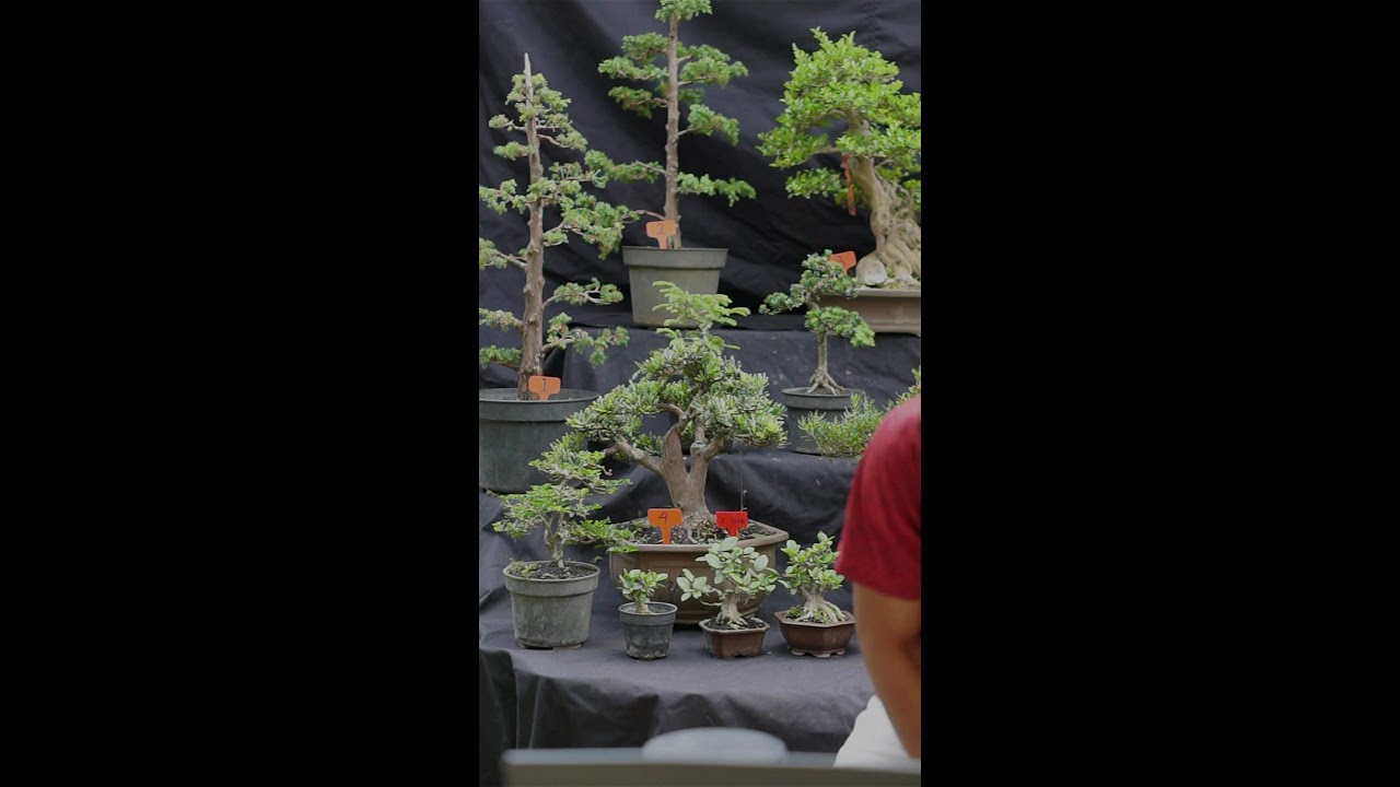 Spill Bonsai Berkualitas 27-Jan-2026