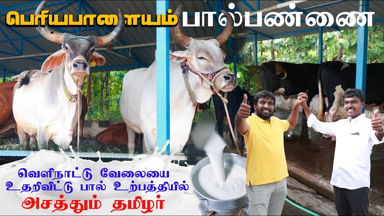 Natural Whole Milk Production and Supply | பெரிய பாளையம் பால் பண்ணை Exploring with Jabbar Bhai