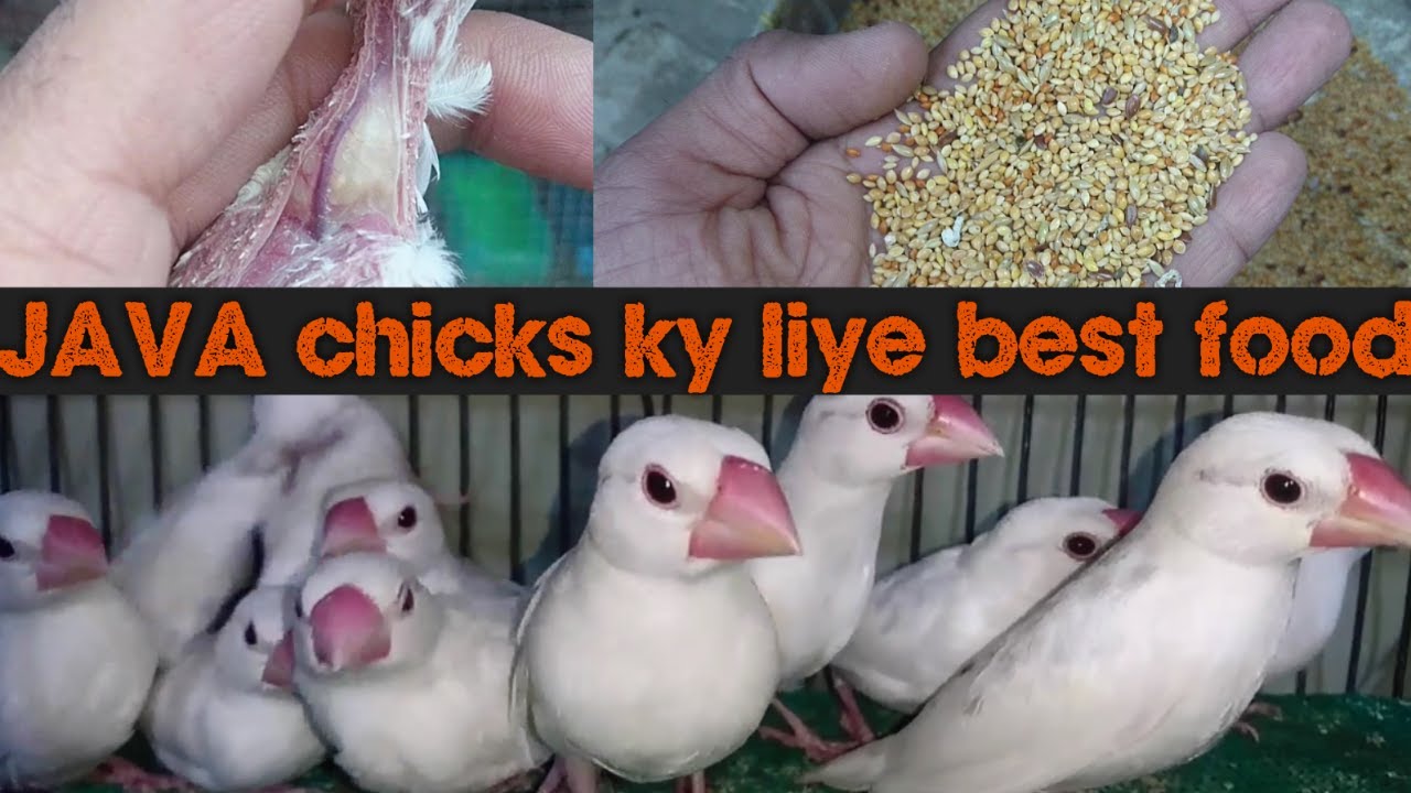 JAVA chicks ky liye best food.