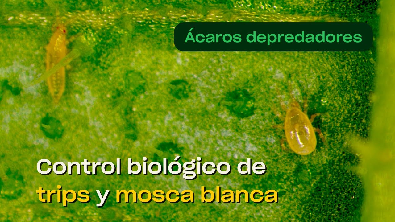 Amblydromalus limonicus (ácaro depredador) ataca a los trips y a la mosca blanca