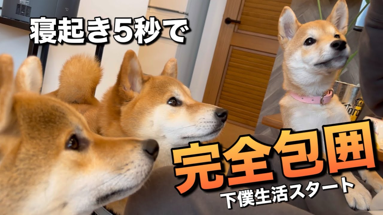 寝起き5秒で柴犬三兄妹の下僕生活スタート(柴ハラスメント)  #柴犬 #多頭飼い