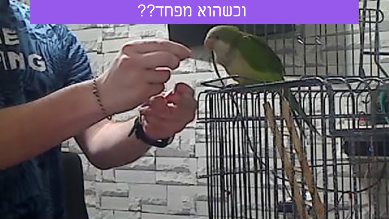 אילוף תוכים - להתרחק מתוכי מפוחד? אז איך מתקרבים?