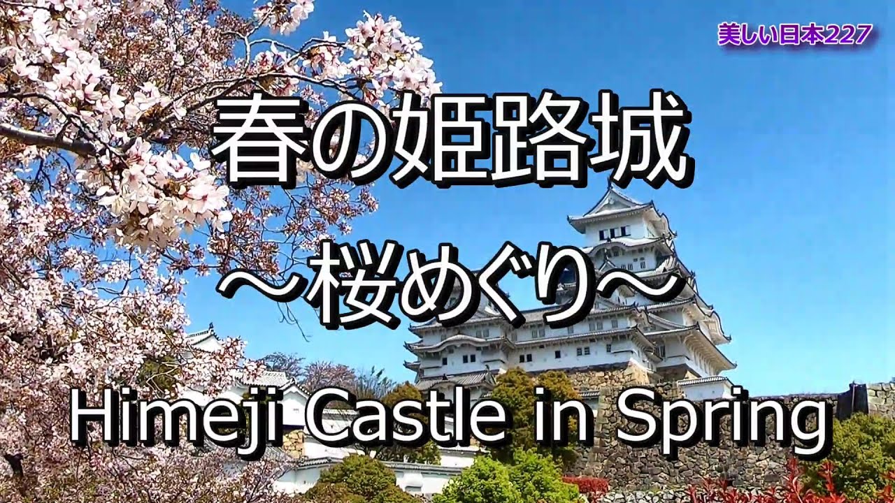 姫路城 桜 Himeji Castle Cherry Blossoms