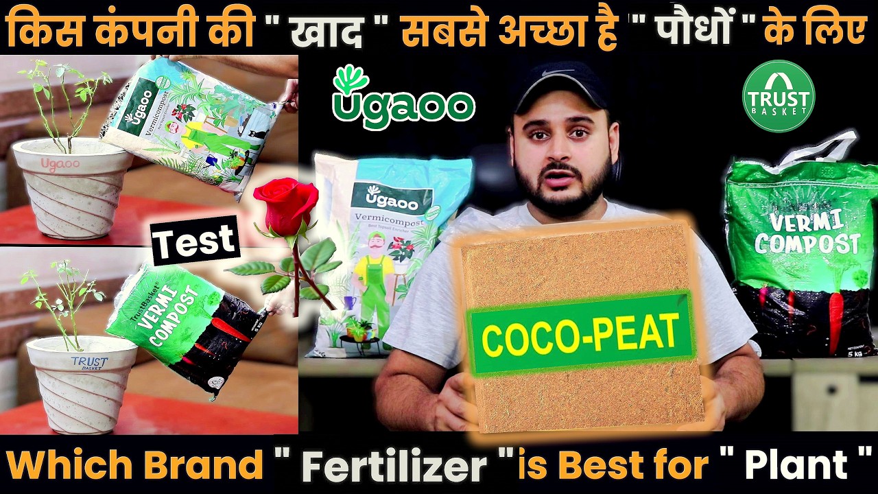 Which Fertilizer, Khad is Best | Rose Plant Growing | TrustBasket vs Ugaoo Vermicompost | Gardenings