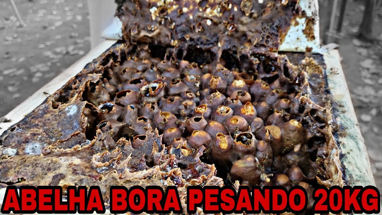 Abelha BORA com mais de 20 KG de MEL (só acreditei quando ABRIR a CAIXA 😱)