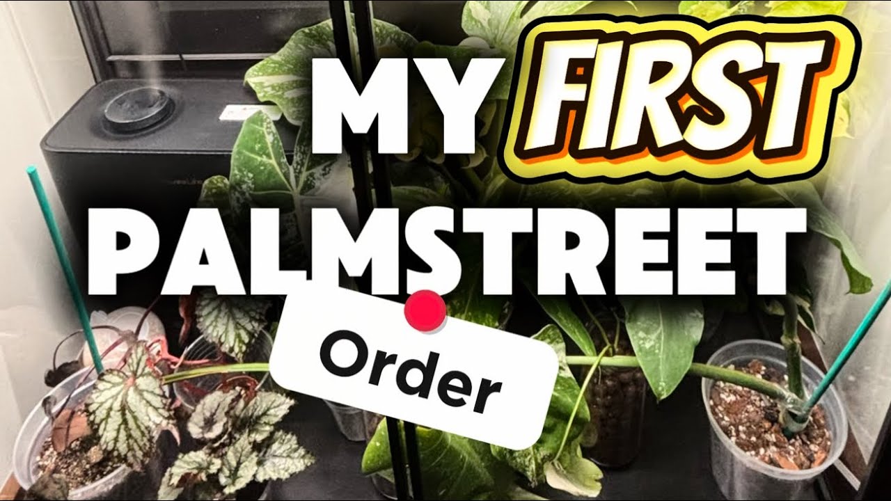 Unboxing My First Palmstreet Plant Haul | 🌿 Rare Plant Ratings + First Impressions! 🍃
