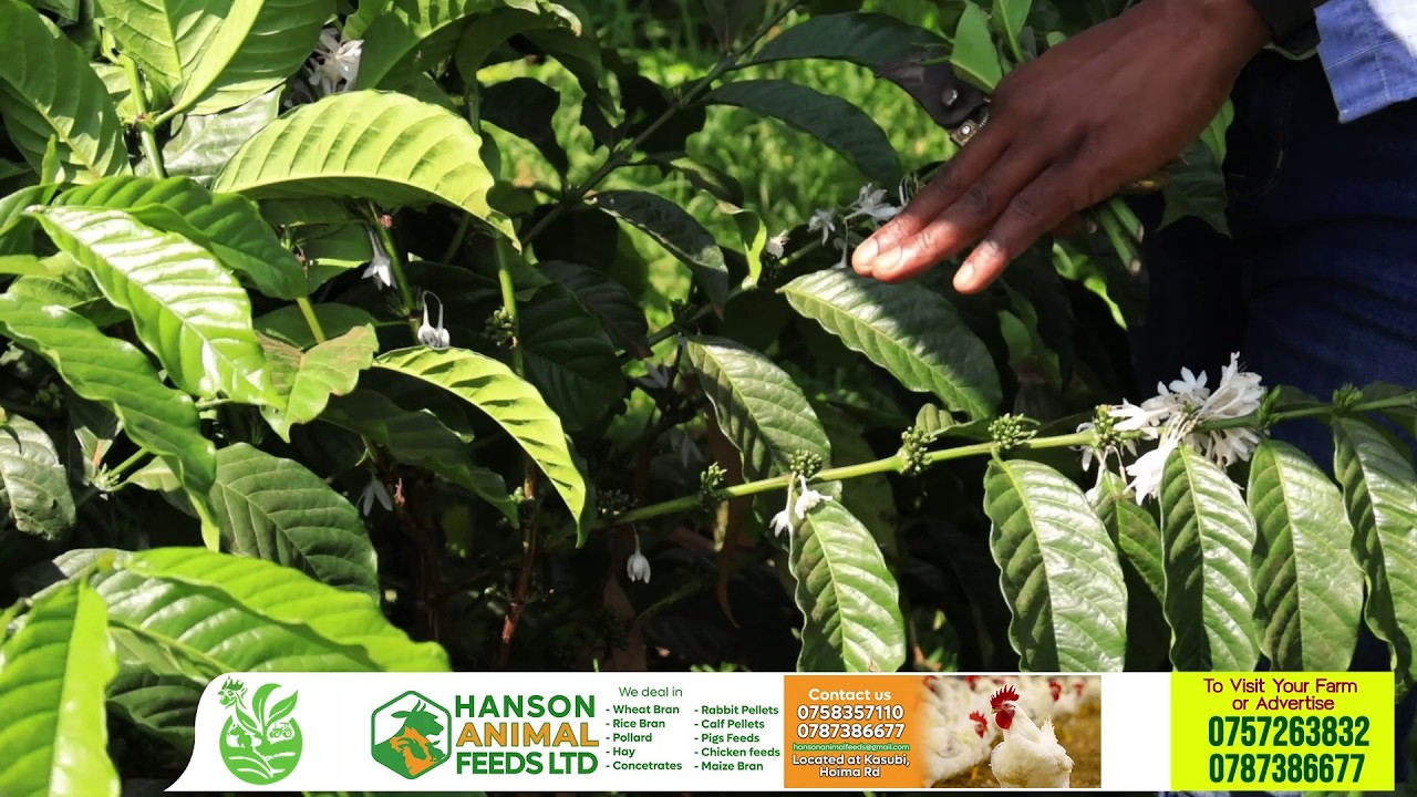 Proper planting, coffee bending and Managing of young coffee at the farm