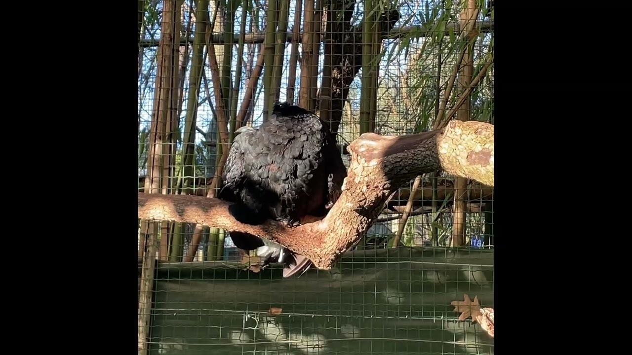 Zoo da lourosa 
