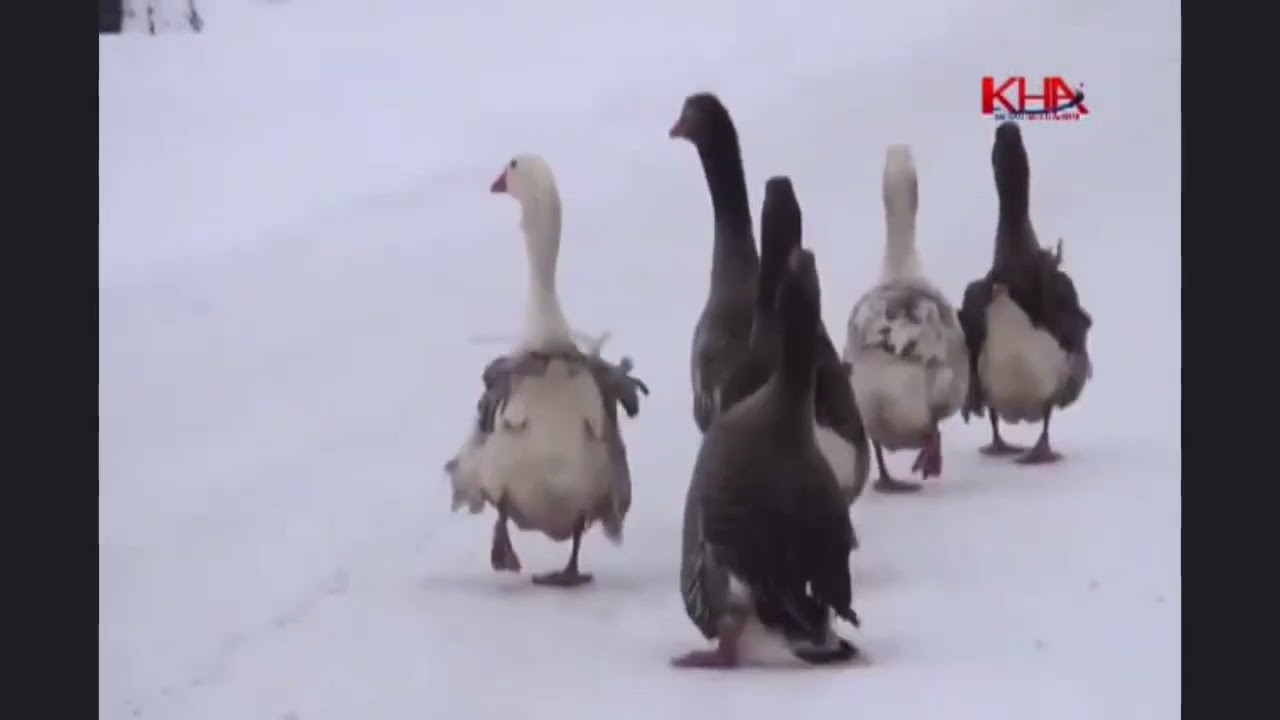 Ödüllü kaz belgeseli