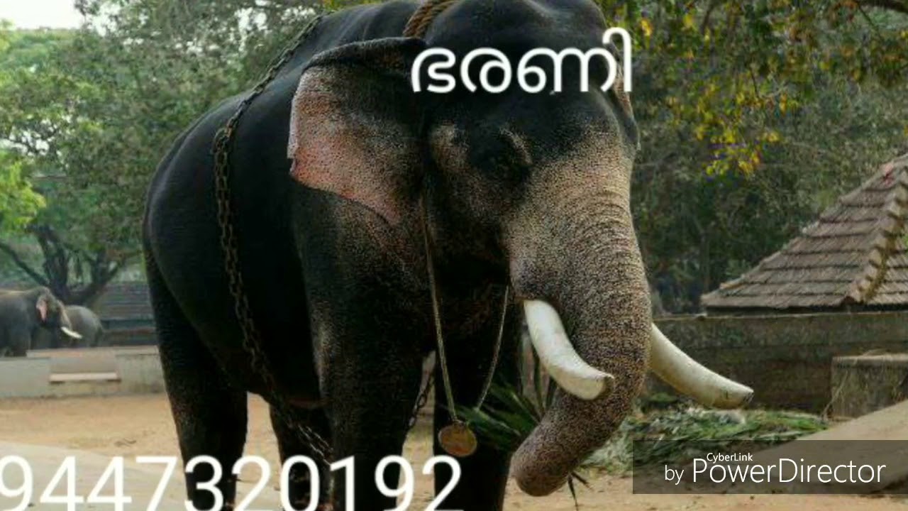 ഭരണി നക്ഷത്രം സമ്പൂർണ്ണ ഫലം | BHARANI NAKSHATHRA COMPLETE PREDICTIONS | K.P.SREEVASTHAV 9447320192