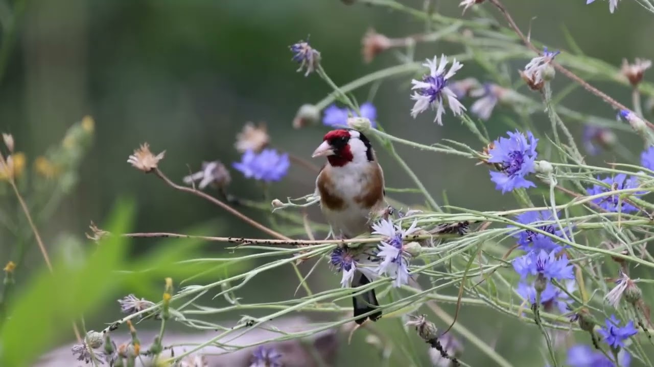 Goldfinch eating cornflower seeds