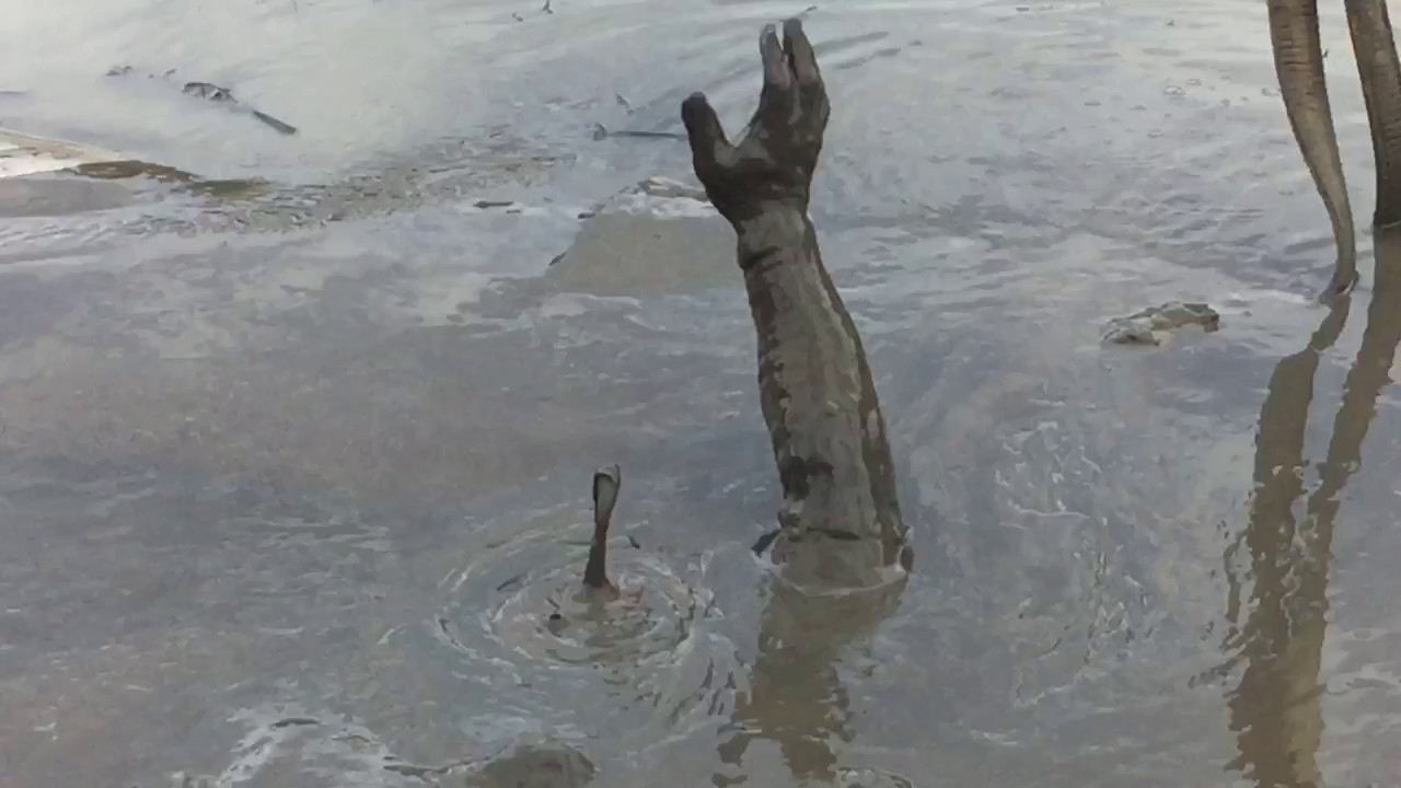 Mud diving in the Savannah River