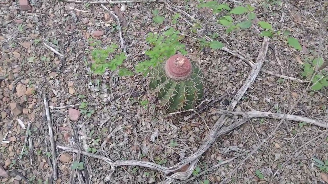Uma tarde na natureza 