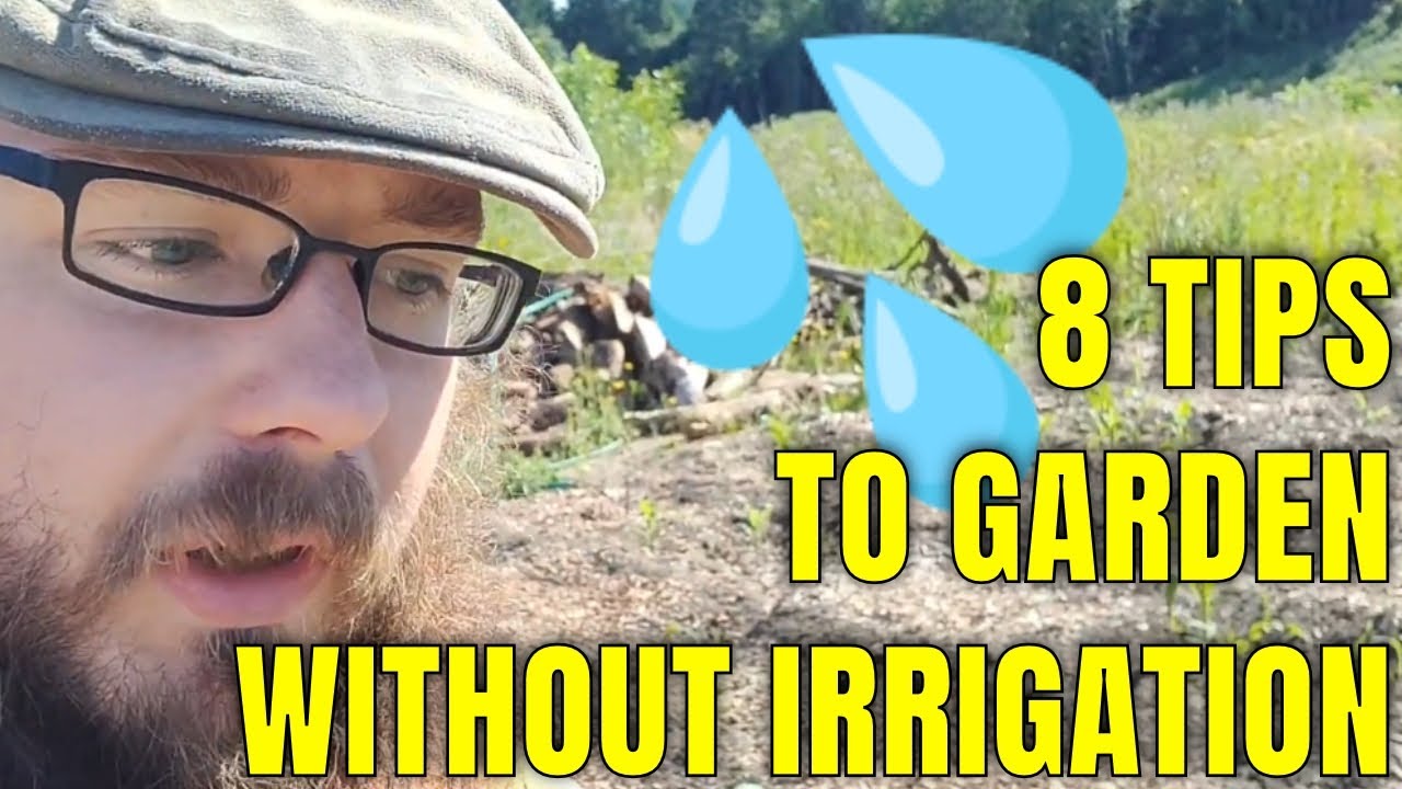 8 Tips For Dry Climate Gardening Without Irrigation (Dust Mulch, Wide Spacing, Hugelpaths, Etc.)