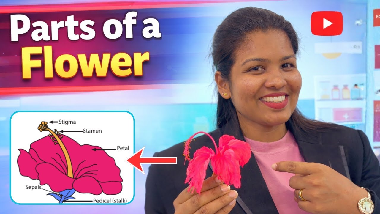 Parts of a Flower | Grade 7 Science | Easy Explanation