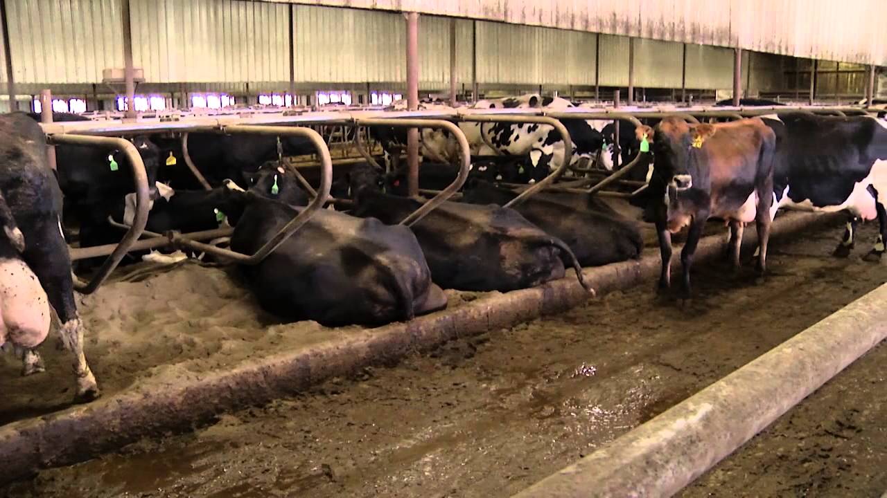 Activity & Heat Detection Monitoring at Drumgoon Dairy