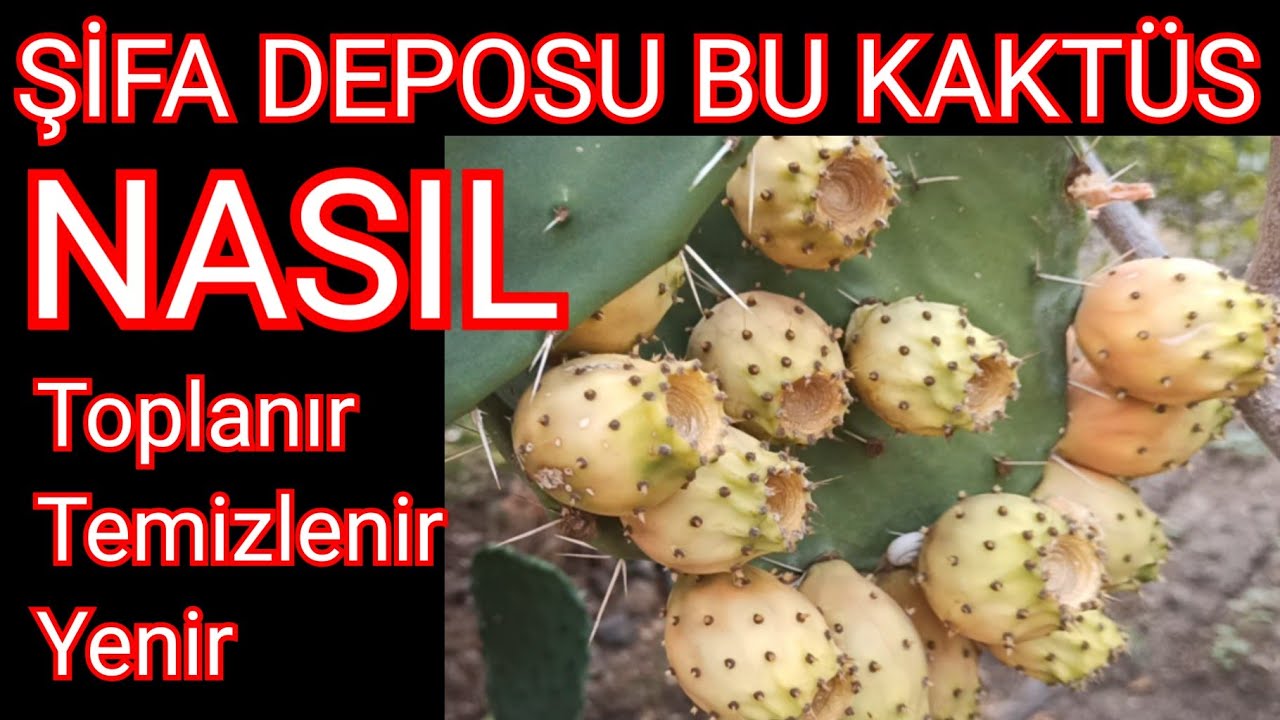 Şifası Saymakla Bitmeyen Dikenli İncir