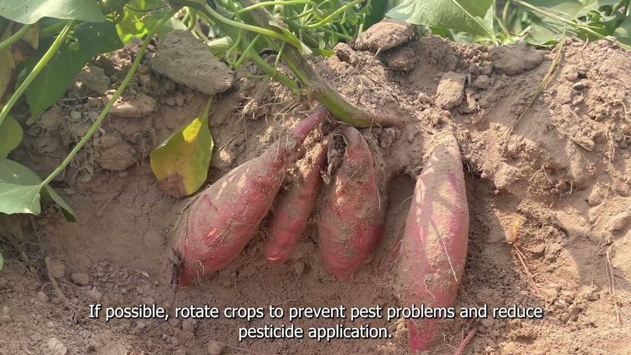 1. Planning and variety selection for rice cultivation