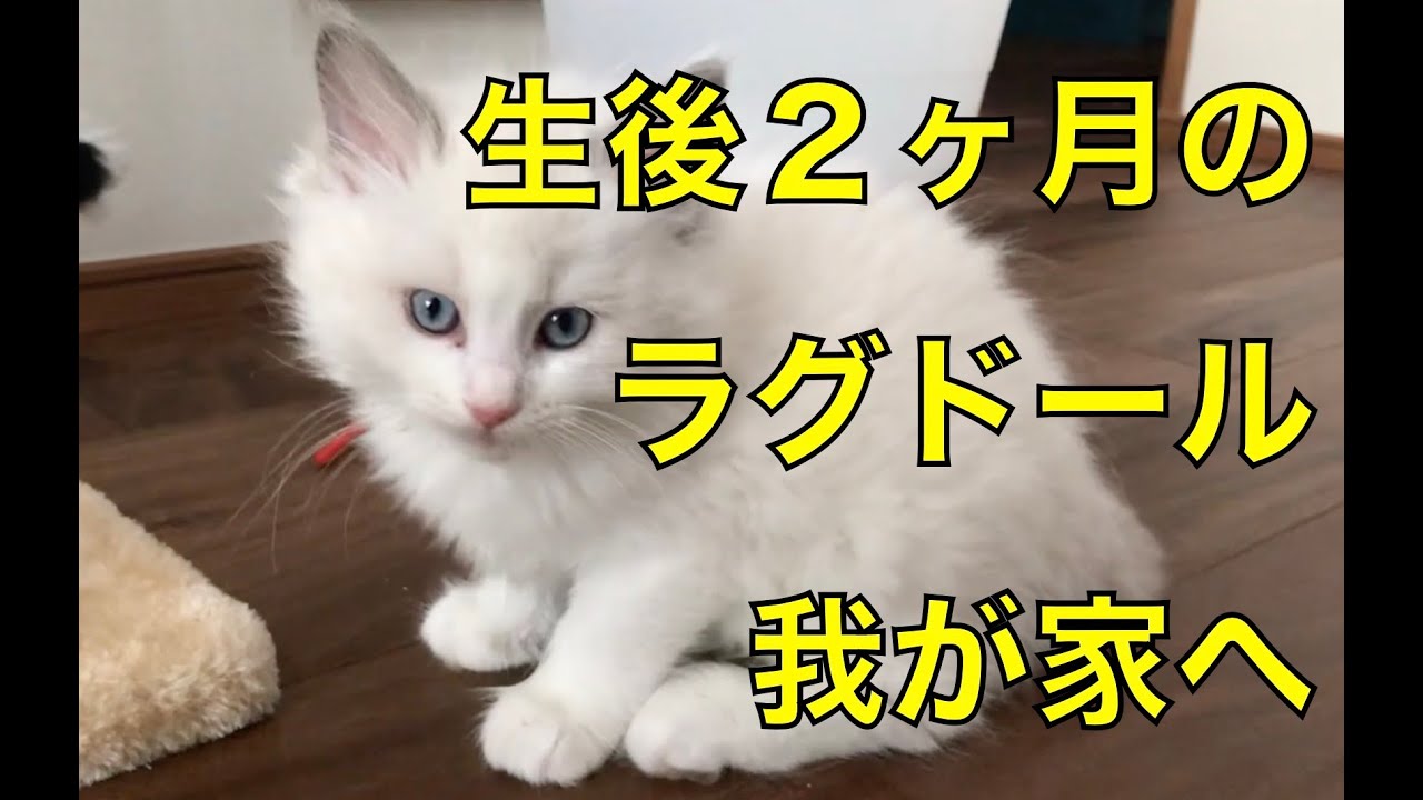 生後２ヶ月のラグドールの子猫が我が家に＃ラグドール#cat #ragdollparcore #ragdoll #猫のいる暮らし #猫好きさんと繋がりたい #子ネコ  #子猫 #ねこ