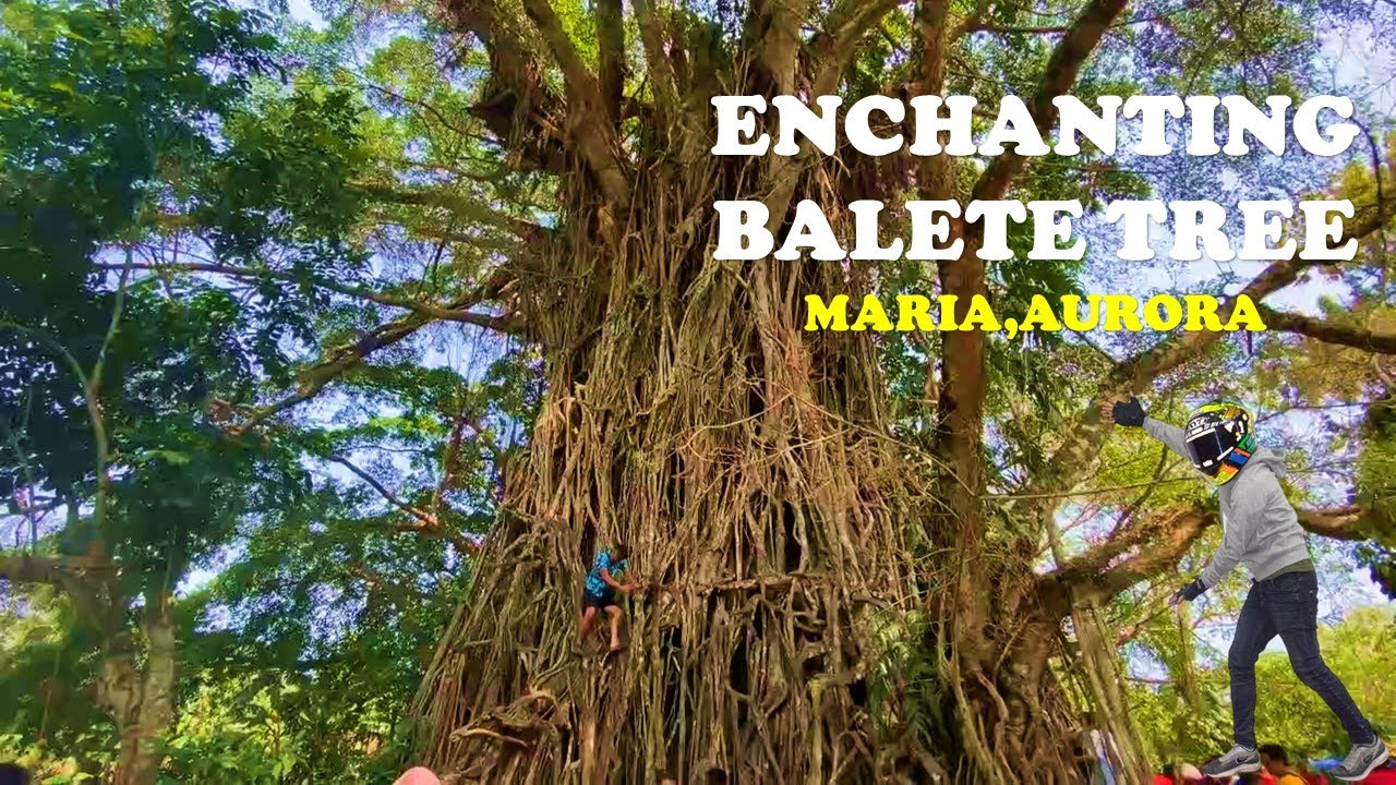 ENCHANGTING BALETE TREE MARIA,AURORA