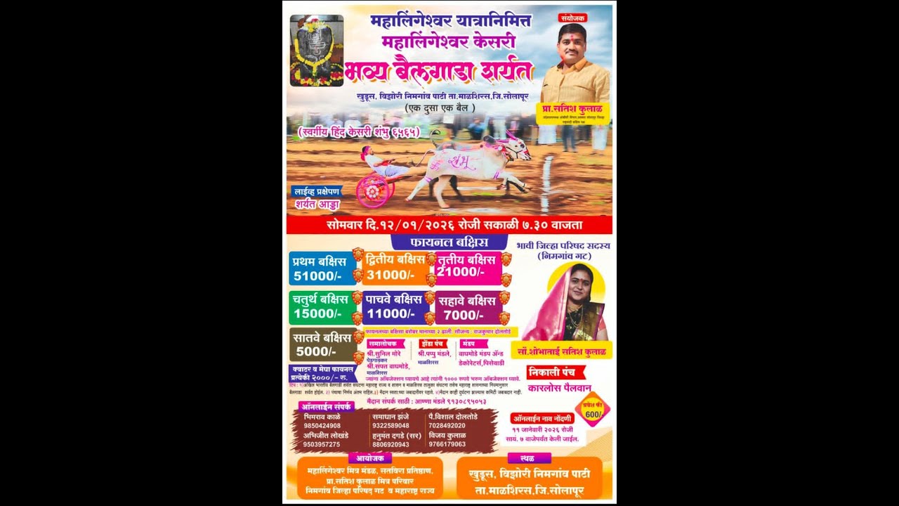 महालिंगेश्वर यात्रे निमित्त  भव्य एक दुसा  एक  बैल मैदान  || महालिंगेश्वर  केसरी  ||