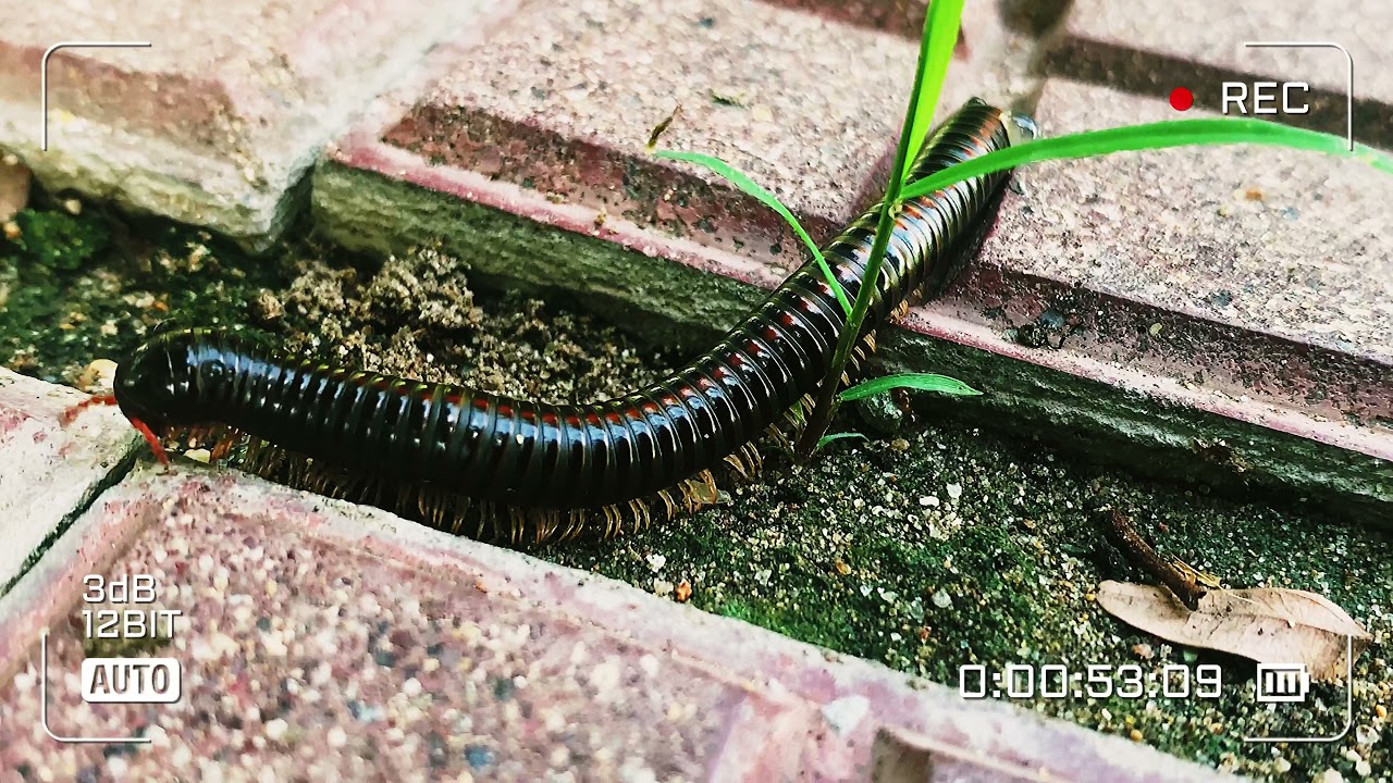 Sound Relaxing Video 4K Natural | Beautiful Natural Video | Relaxing 4K #Benofficail