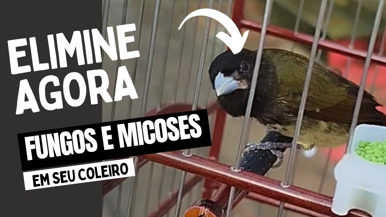 PAPA CAPIM E COLEIRO COM FUNGOS OU MICOSES, PROBLEMA SOLUCIONADO!