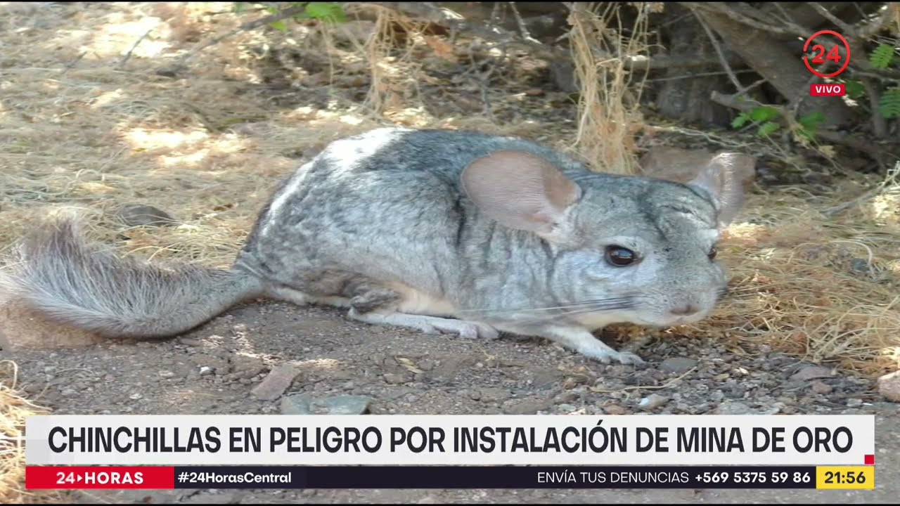 Chinchillas en peligro por instalación de mina de oro en Atacama