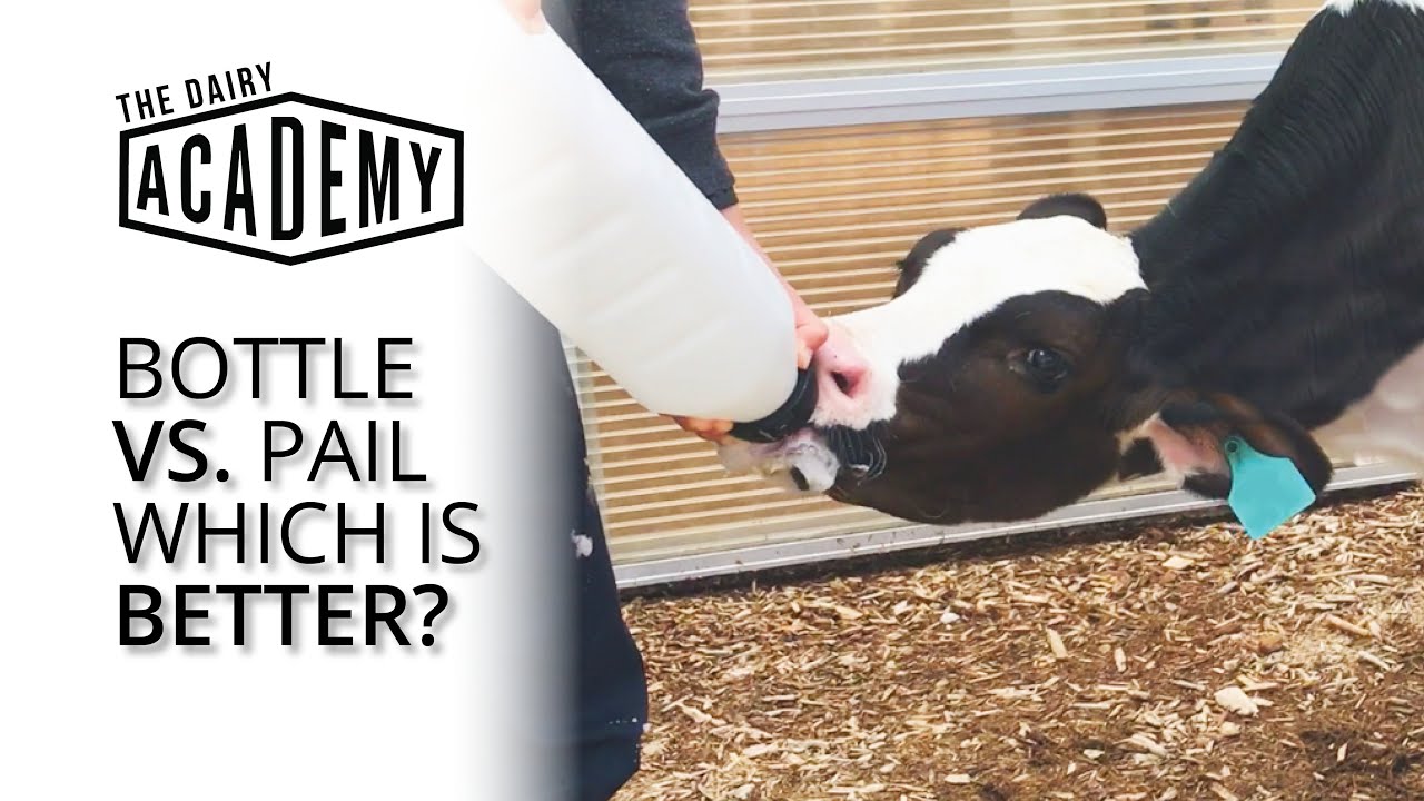 Bottle vs. Pail - Which is better?